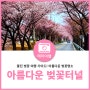울진 벚꽃 여행 가이드! 아름다운 벚꽃터널