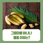 그로미쉘 바나나 멸종 이유는?