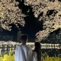김천 연화지 , 밤 벚꽃명소 추천 대구 근교 야경 벚꽃길 산책