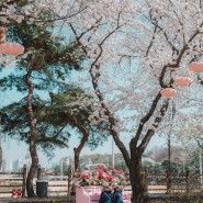렛츠런파크 서울 벚꽃야경축제 가기 전 꼭 봐야 할 혜택! (JDC면세점 협업)
