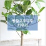 뱅갈고무나무 키우기 : 아름다운 무늬의 쉽게 키울 수 있는 식물