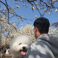[경남 김해 흥동 볼거리]부산근교 3월 목련숲 군락지 꽃구경, 주차 꿀팁