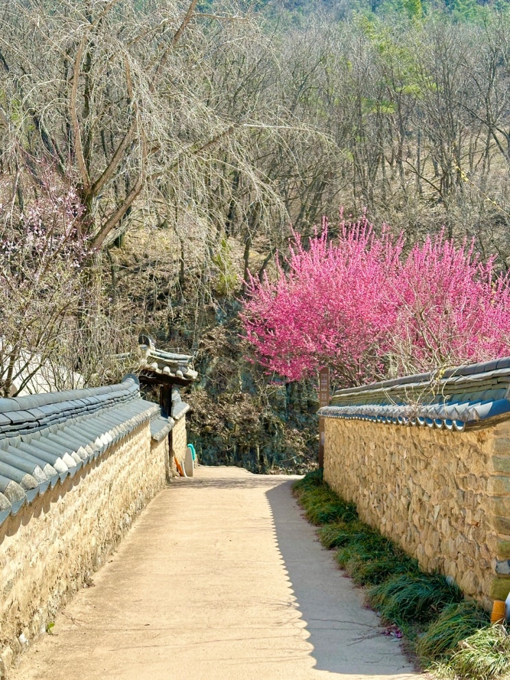 옻골마을 대구 홍매화명소 대구꽃구경