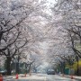 ‘계룡산 벚꽃 문화 페스티벌’ 28일 개막