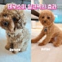 천연 강아지 샴푸 추천 테구스미 실크팩으로 홈케어 완성