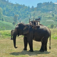 [3일차] 치앙마이 여행- 짬뽕 코끼리 체험 캠핑테마 커피점 태국요리 과일 시장