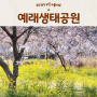 2024 서귀포 벚꽃명소 예래생태공원 실시간 개화현황