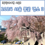 2024 서울 봄꽃 명소 3/벚꽃 명소/2024 개화시기/홍매화 명소/능수벚꽃 명소/북서울꿈의숲/창덕궁/덕수궁