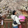 [진해 가볼만한곳] 일본 분위기 물씬 풍기는 벚꽃길을 걸으며 축제를 즐길 수 있는 경남 축제 추천, 진해 군항제