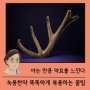 서현역한의원, 아는 만큼 보이는 녹용의 효능과 녹용한약 ; 분당한의원 서현동녹용보약 판교녹용분골 정자동녹용한의원