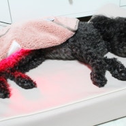 강아지슬개골탈구 케어용 닥터펫 펫큐어레이 강아지적외선조사기