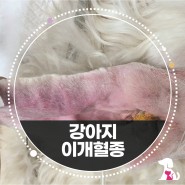 강아지 이개 혈종, 만두귀 치료 후기