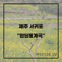 제주 서귀포/엉덩물계곡 : 제주 유채꽃 명소, 봄 인생샷 남기기 좋은 곳(입장료 무료)