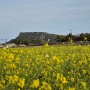 3월 4월 제주 가볼만한곳 성산읍 유채꽃재배단지 - 성산일출봉 배경 유채꽃 명소