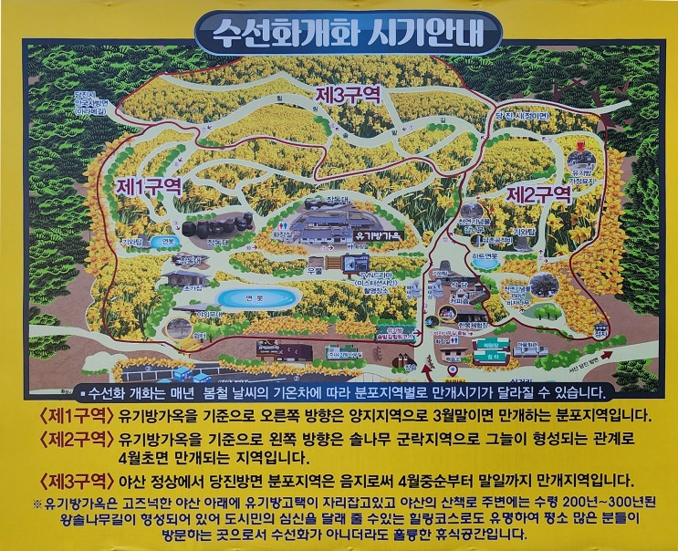 서산 유기방가옥 수선화축제/유기방가옥 수선화 개화시기