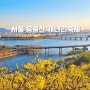 응봉산 개나리 축제 서울 개나리 개화시기 서울 여행 야경 명소