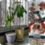 아보카도 나무 키우기/씨앗, 발아 방법, 수경재배, 직파, 관리 방법, 분갈이 시기, 2년 성장 일기