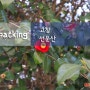 [고창여행] 선운산 도립공원, 선운산 동백꽃