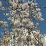 진해군항제 벚꽃축제 경화역 벚꽃 개화 실시간 상황