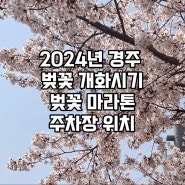 2024 경주 벚꽃 개화시기 대릉원 마라톤 주차장 위치