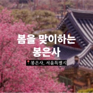 [서울나들이] 봄을 맞이하는 봉은사 | 홍매화, 백매화, 산수유