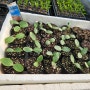 [영월나우리터] 유기농 호박 재배 - 새싹 구경