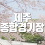 제주시의 숨은 벚꽃 명소 [제주종합경기장]