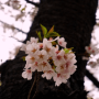 용인 가실벚꽃길 20여종 벚나무 축제