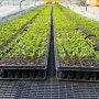 [영월나우리터] 유기농 고추 재배 - 잘 자라고 있는 유기농 고추 모종들의 모습