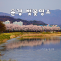 문경 벚꽃 명소, 영신유원지 모전공원 모전천