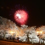 2024년 강릉 경포대 벚꽃축제 일주일 연기