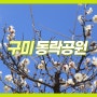 구미 동락공원 가족들이랑 벚꽃 개나리 필 때 봄나들이 하기 좋은 곳