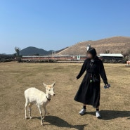 제주도 태교여행 (1) : 김해공항 임산부 혜택 / 롯데렌터카 / 호텔더본제주 / 새별프렌즈 / 올레시장