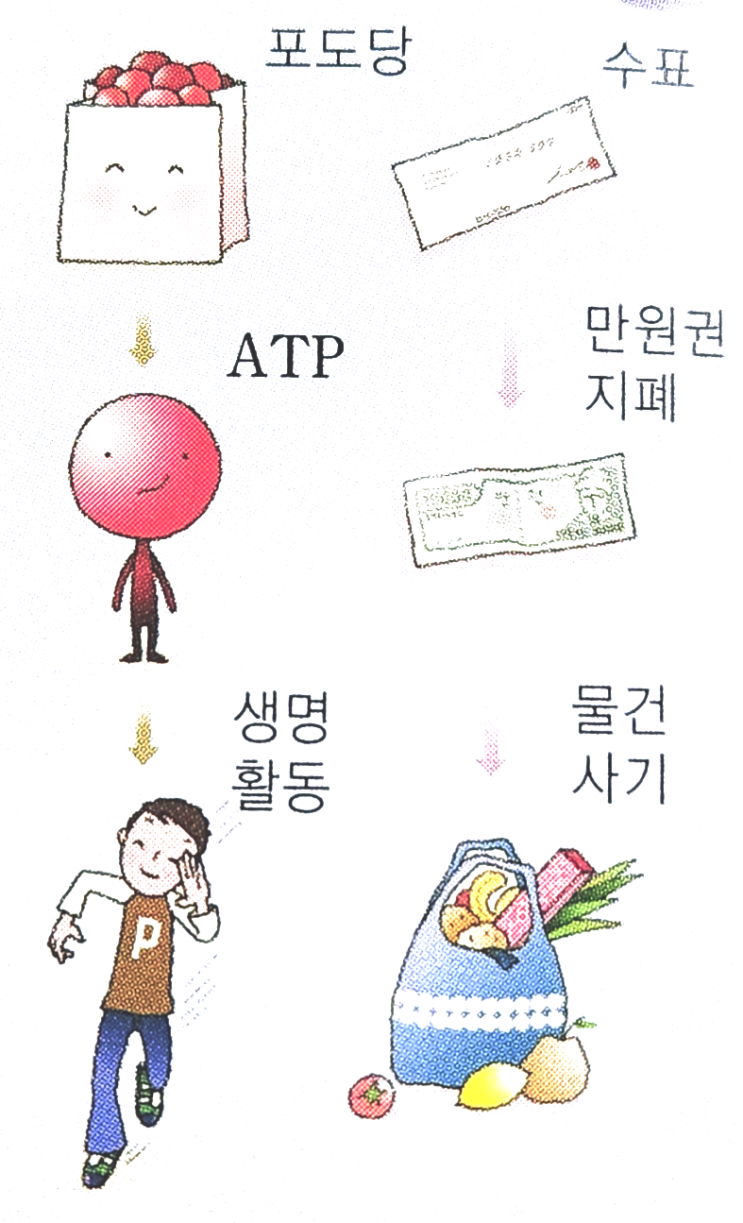 [생물1] ATP(Adenosine triphosphate) : 네이버 블로그