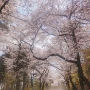 N서울타워 벚꽃 축제 | 전망대 입장권 할인 정보 | 2024년 벚꽃 개화시기 및 축제