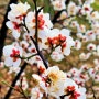 봄꽃들이 피기 시작하는 성호공원의 3월 산수유꽃 매화꽃