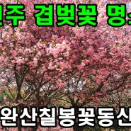 전주 겹벚꽃 명소 개화시기 완산칠봉 꽃동산 전주볼거리