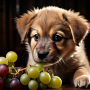 애완동물에게 먹여서는 안 되는 11가지 음식 또는 식재료