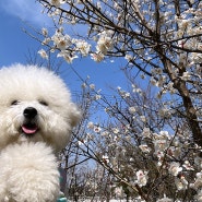 2024 국제 강아지의 날 단추는 성남 시청 공원 나들이