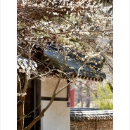 월곡역사공원 - 대구 봄나들이하기 좋은곳 - 벚꽃 개화시기