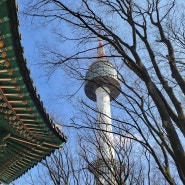 남산 이번주 개화상황 얼떨결에 남산 서울타워 까지 등반하다