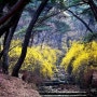 경주 삼릉숲의 봄, 명품 소나무와 함께 개나리 진달래 꽃구경하며 사진찍기 좋은곳, 주차 정보