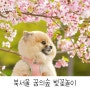 북서울꿈의숲 벚꽃놀이 :: 강아지랑 산책하고 사진찍기:D