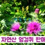 엉겅퀴 꽃 효능 엉겅퀴 먹는법 자연산 엉겅퀴 뿌리 파는 곳