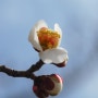 마곡나루 서울식물원 튤립 수선화 매화.. 봄꽃들과 힐링의 시간 가져보아요!