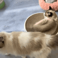 [고양이 카페] 건대의 너무 귀여운 고양이 카페 '우주로캣' | 내돈내산