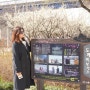 3월 서울 가볼만한곳 청계천 매화거리 봄꽃구경