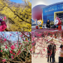 구례 여행 화엄사 홍매화 산수유 꽃마을 뚜벅이 여행자클럽