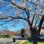 앞마당 벚나무에 활짝 폈던 벚꽃, 그리고 올해 첫 잔디깍기 후 홈데포(Home Depot)에서 흙 사서 뿌리기