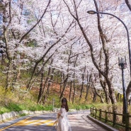 서울 벚꽃명소 남산서울타워 남산벚꽃길